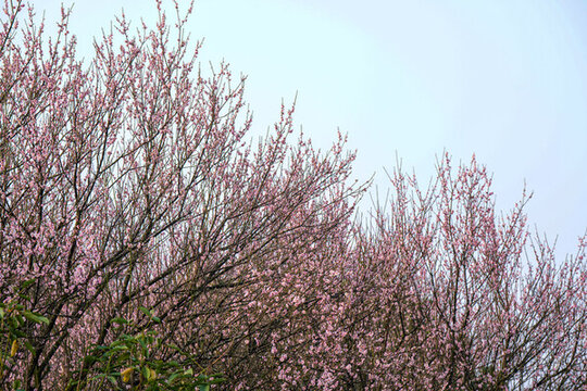 廣州蘿崗香雪公園梅花盛開(kāi)