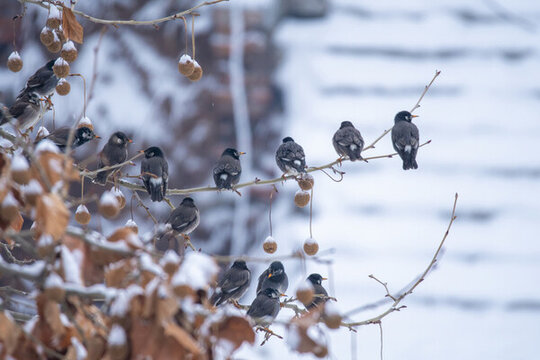 雪后的樹枝上站了一排灰椋鳥