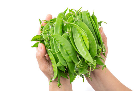 荷蘭豆豌豆豆角
