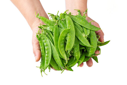 荷蘭豆豌豆豆角
