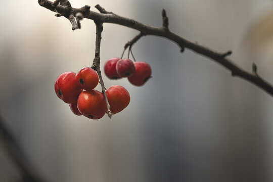 褐花蘋(píng)果