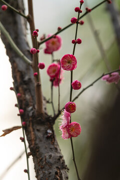 梅花