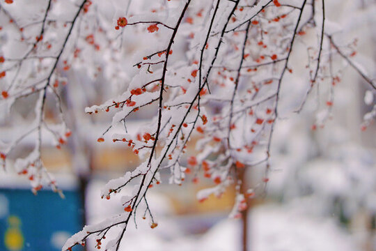 梅花和雪花