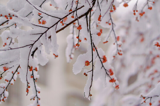 梅花和雪花