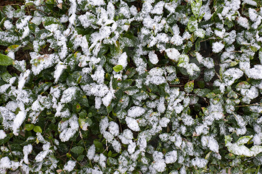 冬天大雪植物壓雪