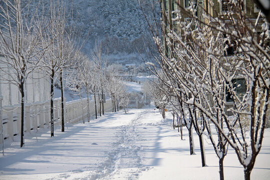 雪路林蔭路