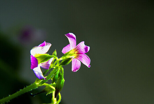櫧頭紅花盛開(kāi)