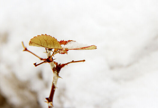 雪中楓葉