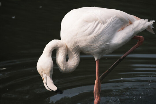 廣州動(dòng)物園火烈鳥