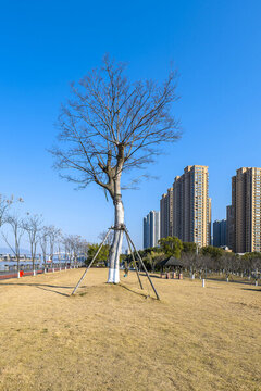樹枝與天空