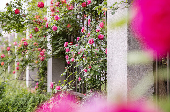 滿架薔薇一院香