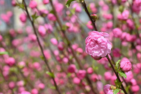 春天盛開的梅花
