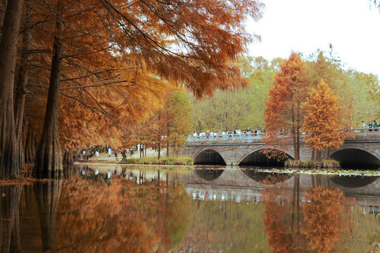 公園水杉