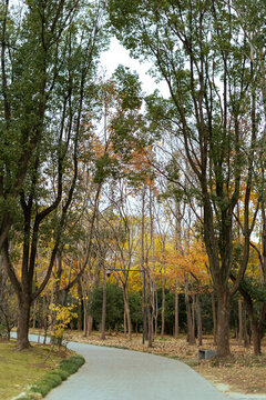 公園小路