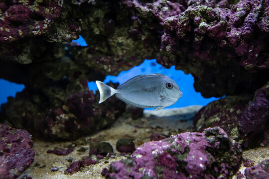 鱼缸珊瑚丛边一只观赏鱼刺尾鱼