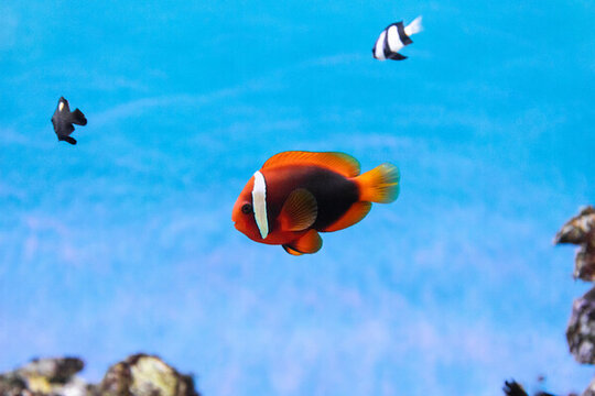 水中的热带观赏鱼小丑鱼
