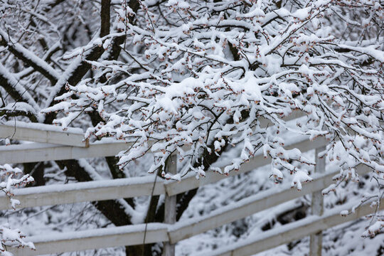梅花雪景