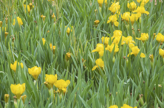 黃花鳶尾
