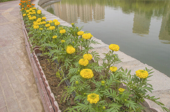 金盞菊