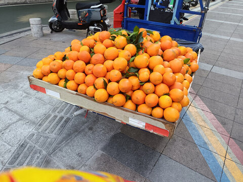 高山臍橙