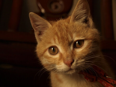 橘猫的眼