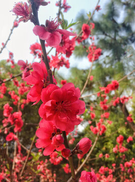 桃花