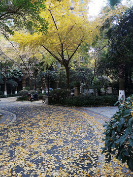 小區(qū)銀杏樹(shù)