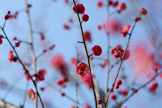 紅梅花