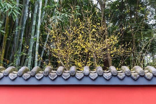 園林臘梅花開(kāi)