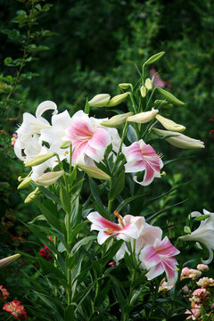 百合花