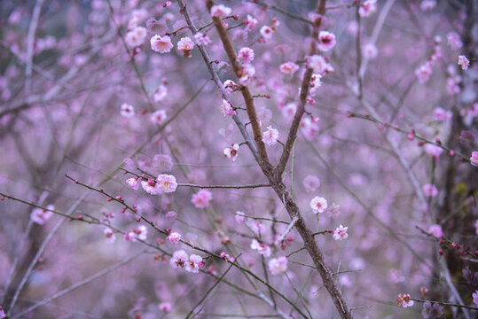 梅花攝影