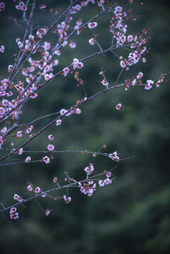 梅花枝頭