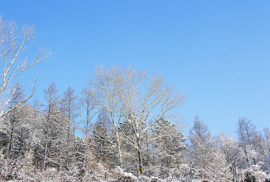 北國(guó)雪淞美如畫