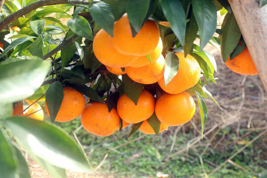 新鲜的树上的沃柑橘子