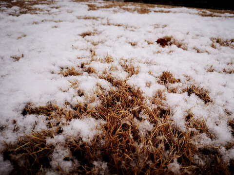 草地積雪