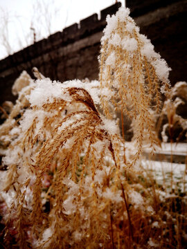 蘆葦雪花