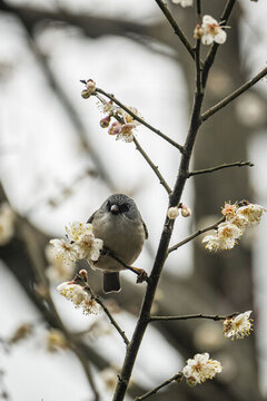 鳥傍臘梅枝