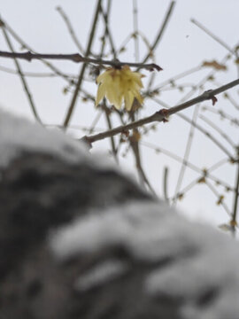 蠟梅雪枝