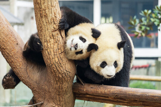 熊猫渝可和渝爱