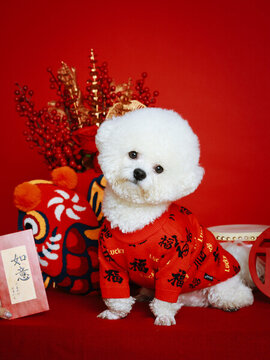 新年春節(jié)喜慶主題白色比熊犬