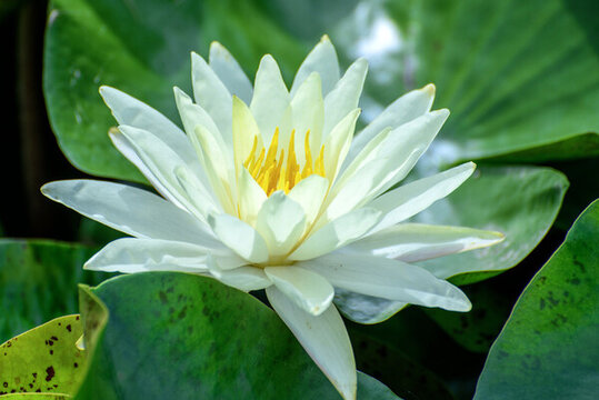 盛開(kāi)的白蓮花
