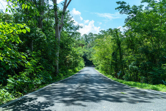 西雙版納中科院植物園里的道路