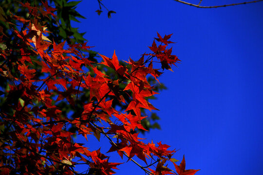 秋日紅葉