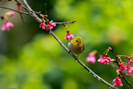 栖息在樱花树枝上的绣眼鸟