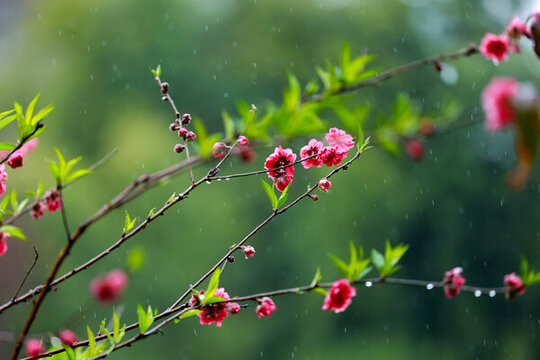 春天下雨中的桃花