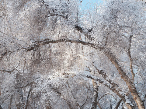 冬天的樹林