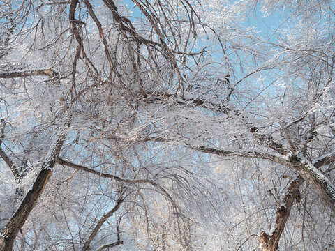 雪景