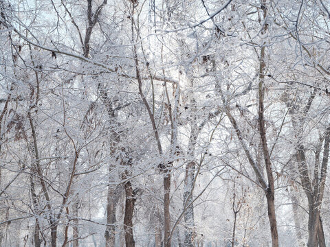 雪景