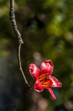 繁花盛開(kāi)木棉花