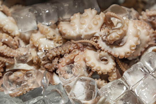 八爪魚小章魚